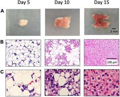 Adipocytes and Stromal Cells Regulate Brown Adipogenesis Through Secretory Factors During the Postnatal White-to-Brown Conversion of Adipose Tissue in Syrian Hamsters